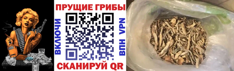 Псилоцибиновые грибы прущие грибы  Купить  Невель 